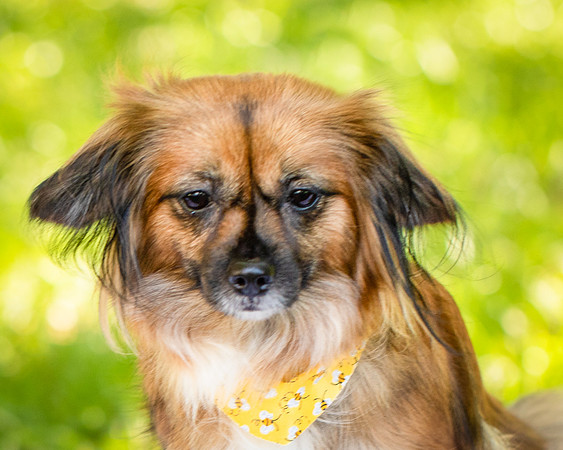 Foster Petunia-9219
