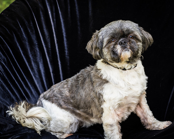 Foster Misha-8491