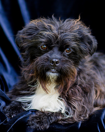 Foster Lady Elaine-8515