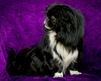 Foster Prince-0732