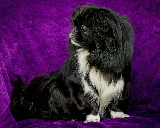 Foster Prince-0732