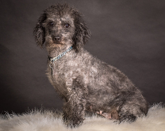 Foster Mokey-1734