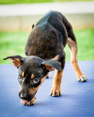 Foster Shea-0103
