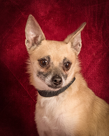 Foster Kiwi-8372