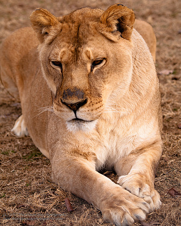Suzies Pride-2081