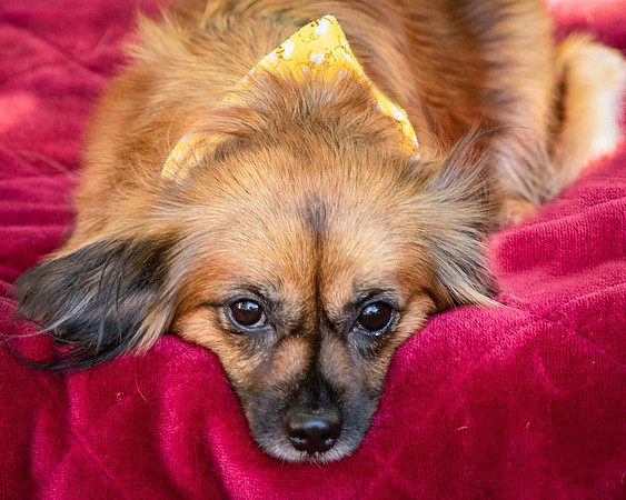 Foster Petunia-9301