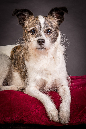 Foster Sinclair-9631
