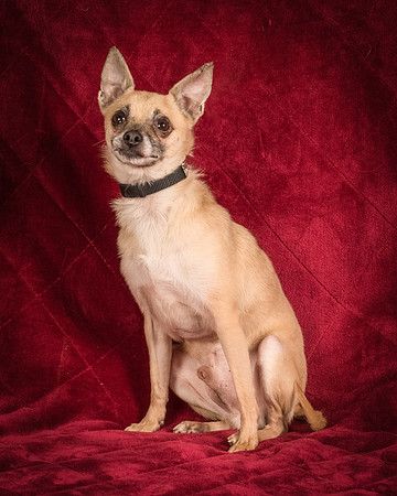 Foster Kiwi-8326