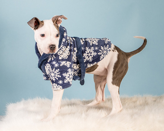 Foster Luna-4780