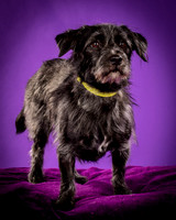 Foster Phoenix-5116