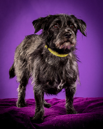 Foster Phoenix-5116