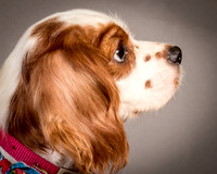 Foster josephina-3719