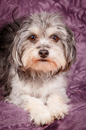 Foster Alex-6273