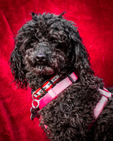 Foster Mindy-2686