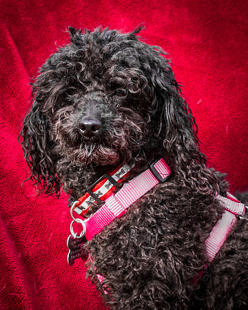 Foster Mindy-2686