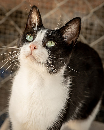 Darlington  Cats-9483