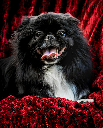 Foster Prince-0863