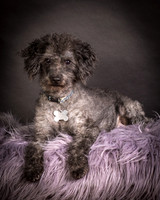 Foster Mokey-1327