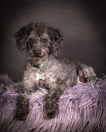 Foster Mokey-1327