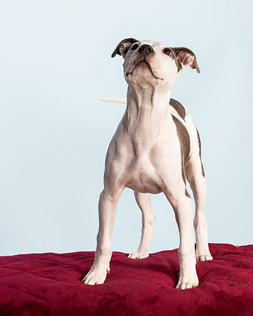 Foster Luna-4724