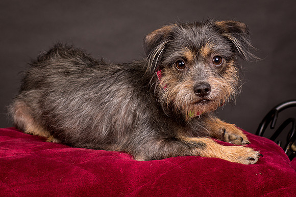 Foster Nadine-9574