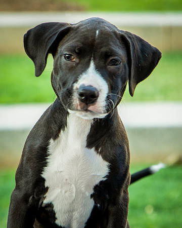 Foster Lola-9922