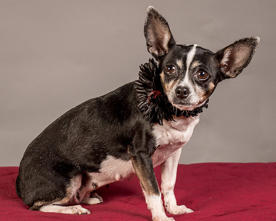 Foster Justice-4702