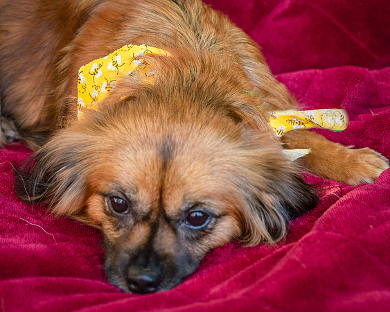 Foster Petunia-9391