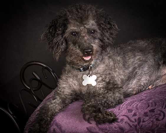 Foster Mokey-1498