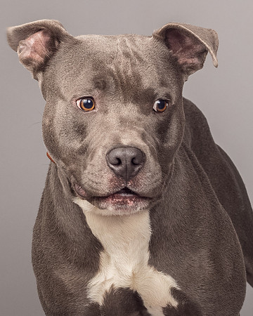 Foster Cobalt-2338