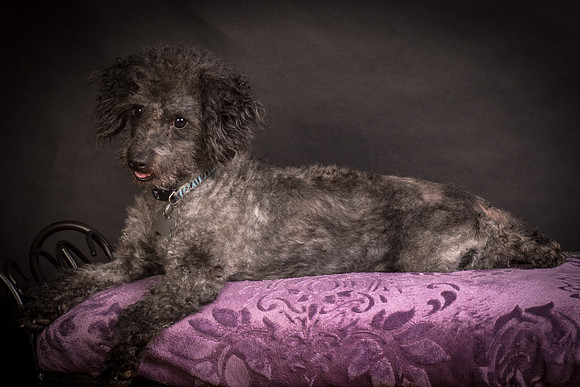 Foster Mokey-1486
