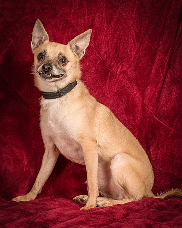 Foster Kiwi-8389