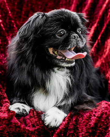 Foster Prince-0845