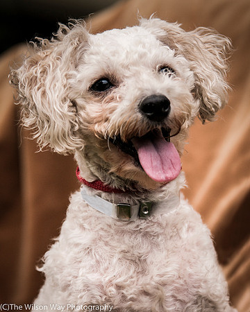 Foster Emmy Lou-3231