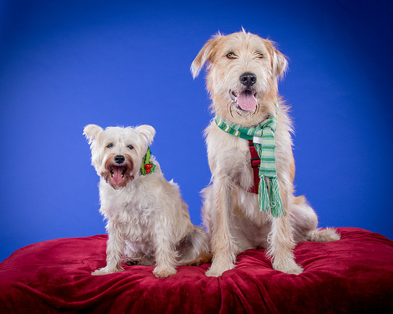 Partick-Newman & Sadie-2538