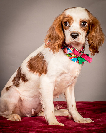 Foster josephina-3974