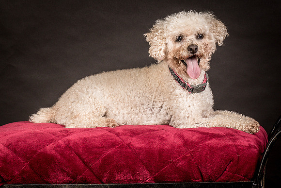 Foster Mae-9019