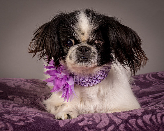 Foster Gypsy Rose-7979