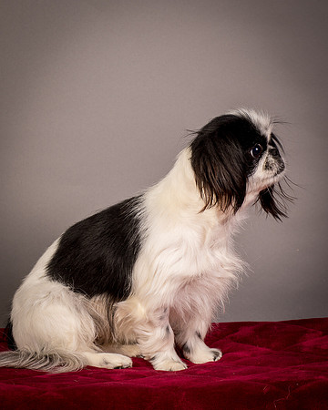 Foster Gypsy Rose-7815