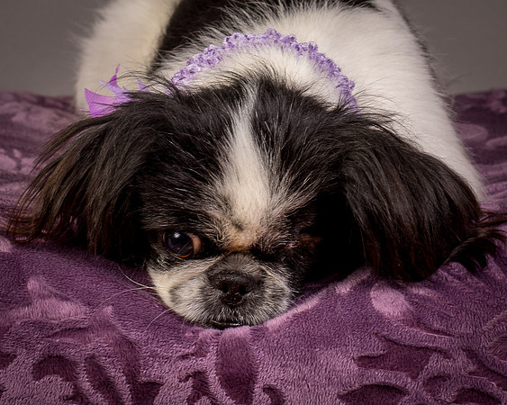 Foster Gypsy Rose-7983