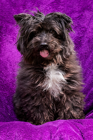 Foster Sammy-8336