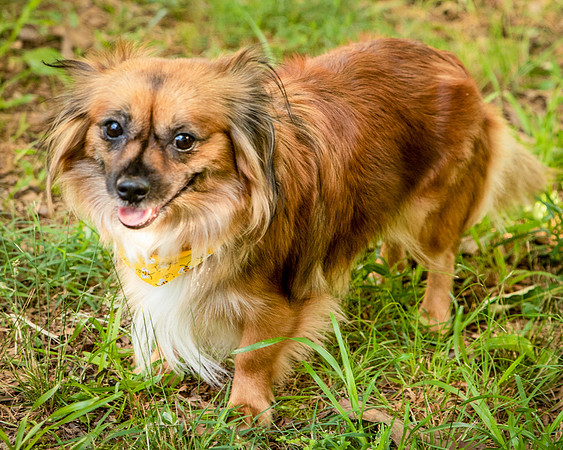 Foster Petunia-9450