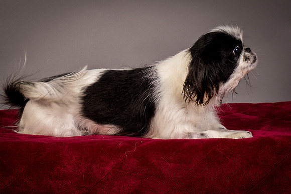 Foster Gypsy Rose-7835