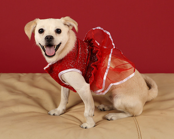 Lilly-3313