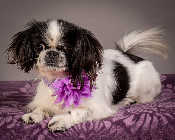 Foster Gypsy Rose-8033