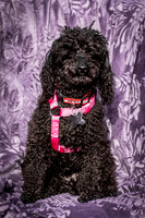 Foster Mindy-2711