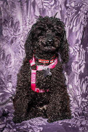 Foster Mindy-2711