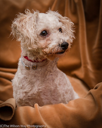 Foster Emmy Lou-3210