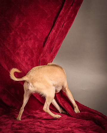 Foster Kiwi-8314