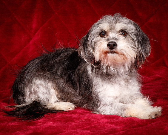 Foster Alex-6167